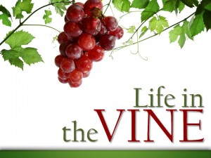 life-in-the-vine-2