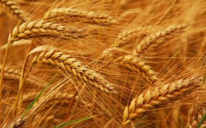 wheat-procurement